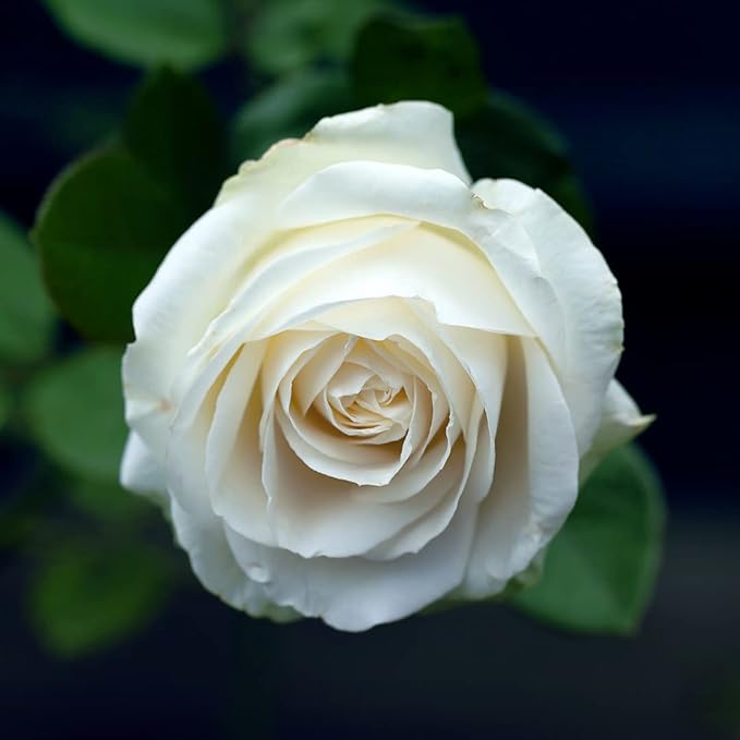 Dr Joe Lab White Rose Water Hydrosol - Pure Natural Distilled Bulgarian Rosewater Vegan Hydrating Toning Spray Mist Face Hair Skin Pores Locs Dreads - Packaging May Vary (8 oz)-FemmiqueWomen