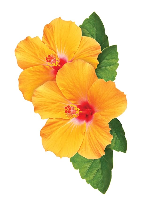 CHI CurlyCare Curl Shampoo, Hydrates Curls, Reduces Frizz & Increases Elasticity & Strength, Sulfate, Paraben, & Cruelty-Free, 25 Oz-FemmiqueWomen