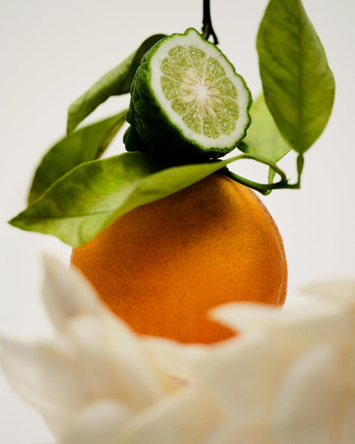 Maison Louis Marie - No.12 Bousval Natural Roll-On Perfume Oil Sample | Luxury Clean Beauty + Non-Toxic Fragrance (0.1 fl oz | 3 ml)-FemmiqueWomen