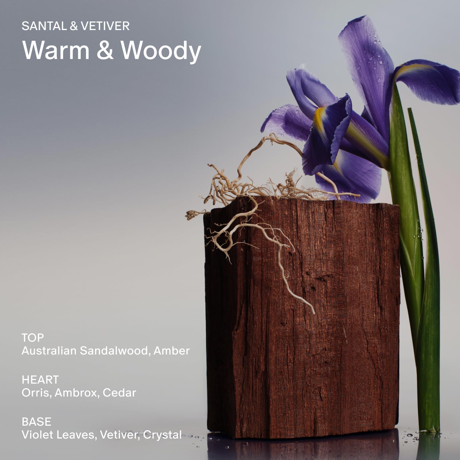 Salt & Stone Body Lotion for Women & Men| Scented Daily Body Lotion | Hydrates, Nourishes & Softens Skin | Restores Dry Skin | Fast-Absorbing | Cruelty-Free & Vegan (450 ml) (Santal & Vetiver)-FemmiqueWomen