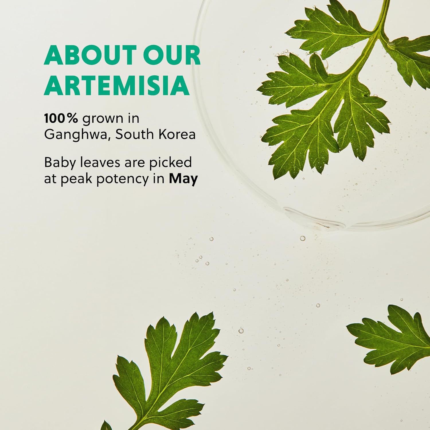 HANYUL Artemisia Soothing Toner with Centella Asiatica and Panthenol | Hydrating & Calming Facial Toner for Sensitized Skin, Skin Prep, Vegan, 5.07 fl. oz.-FemmiqueWomen