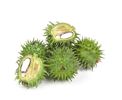 US Organic Castor Oil, USDA Certified Organic,Expeller Pressed, Hexane Free, 100% Pure & Natural moisturizing and emollient properties, For Skin, Hair Care, Eyelashes, DIY projects (4 oz (115 ml))-FemmiqueWomen