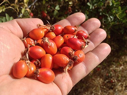 US Organic Rosehip Seed Oil, USDA Certified Organic, Cold Pressed, Virgin Organic, Amber Glass Bottle and Glass Eyedropper for Easy Application - 4 oz (115 ml)-FemmiqueWomen