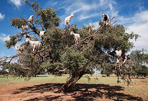 US Organic Moroccan Argan Oil, USDA Certified Organic,100% Pure & Natural, Cold Pressed Virgin, Unrefined, 2 Oz in Amber Glass Bottle, for Hair treatment, Skin, Nail, Cuticle, Sourced from Morocco.-FemmiqueWomen