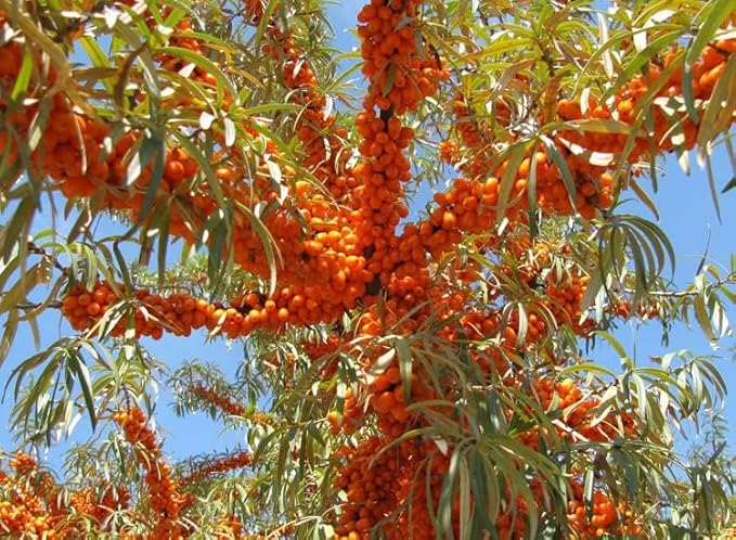 2PC Lip Balm Fade Dark Pigment Whitening Moisturizing Lip Hyaluronic Acid Exfoliating Dead Skin Lightening Lip Care (Orange)-FemmiqueWomen