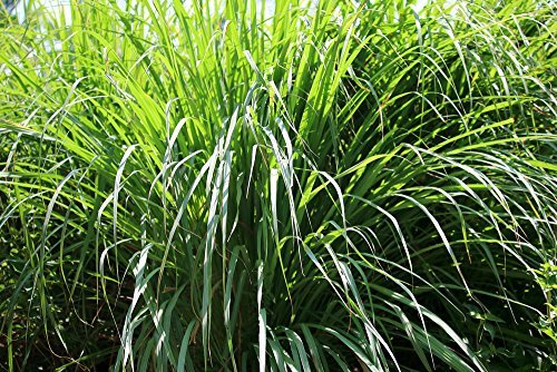 US Organic Citronella Essential Oil, USDA Certified, 100% Pure, 15 ml Pack of 2, Improved caps and droppers – Used for Skin Care, Many DIY Projects Like Candle Making and Much More-FemmiqueWomen