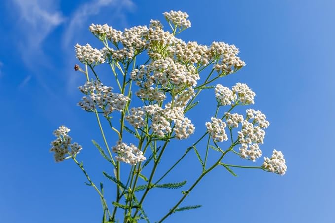 US Organic 100% Pure Yarrow Essential Oil, USDA Certified Organic, Steam Distilled, Achillea Millefolium, Therapeutic Grade, Calming & Soothing, Skin Care & Aromatherapy, Sourced from Bulgaria (5 ml)-FemmiqueWomen