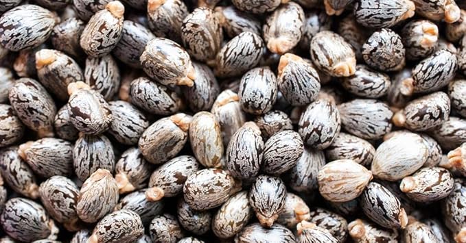 Pure Castor Oil - 8 oz w/Dispense Cap - Pure, Natural, Non-GMO, Hexane-Free, Vegan Carrier Oil - Promotes Hair Growth, Conditions - Skin, Hair, Lashes, Brows, Cuticles & More-FemmiqueWomen