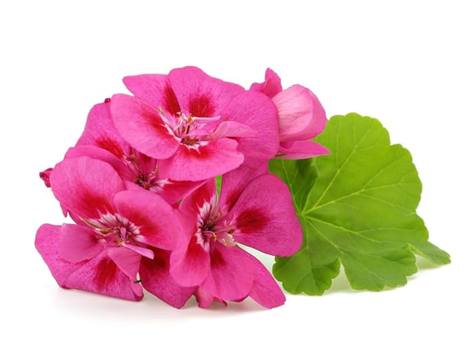 US Organic 100% Pure Geranium Essential Oil - USDA Certified Organic, Steam Distilled - W/Euro droppers (More Size Variations Available) (30 ml / 1 fl oz)-FemmiqueWomen