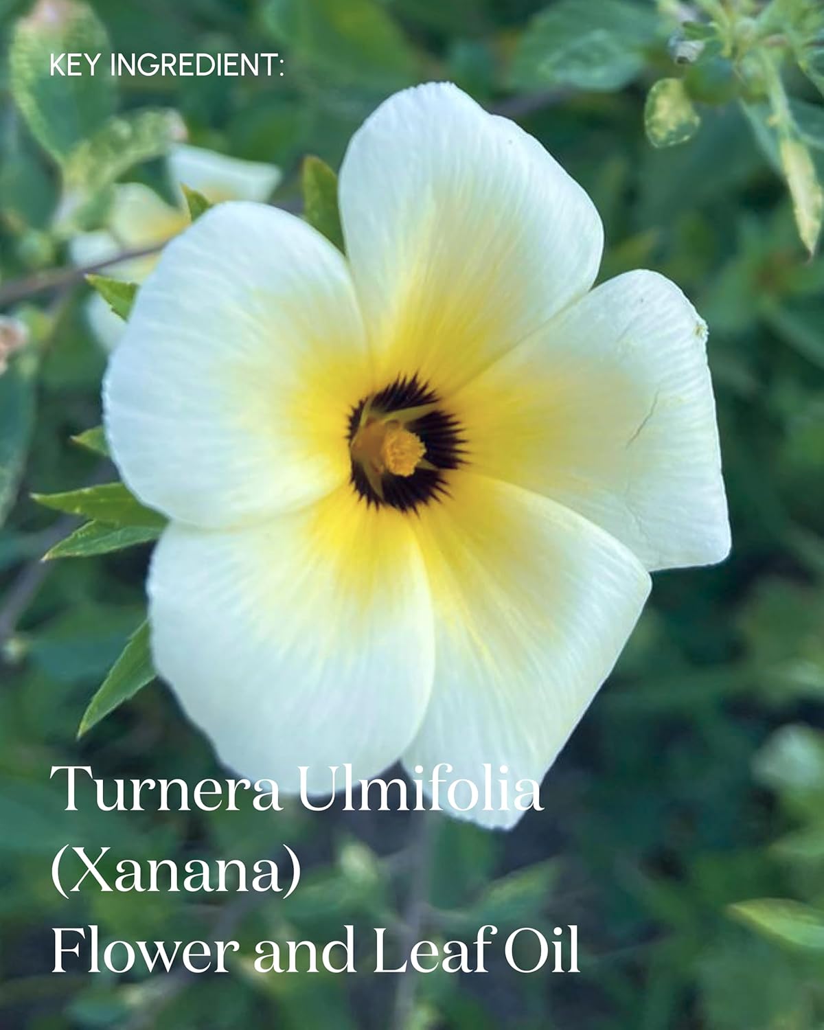 The Renewal Daily Facial Cleanser, Rich & Hydrating Oil-Based Gel Cleanser Face Wash, Vegan & Organic Face Cleanser with Seje Fruit Oil, 100mL Cleansing Gel-FemmiqueWomen