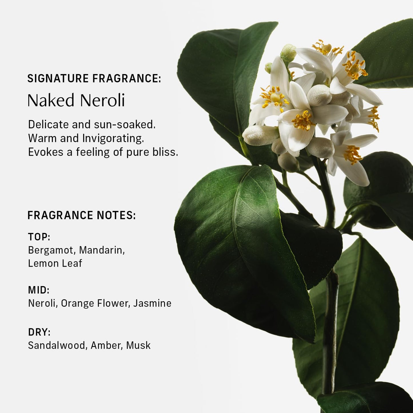 Sensorial Body Wash. Naked Neroli Hydrating Cleanser with Moisture Locking Multi-Oil Complex, Sodium PCA and Glycerin. Nourishing Shower Gel for Women and Men, 16.5 Fl Oz Luxury Bodywash-FemmiqueWomen