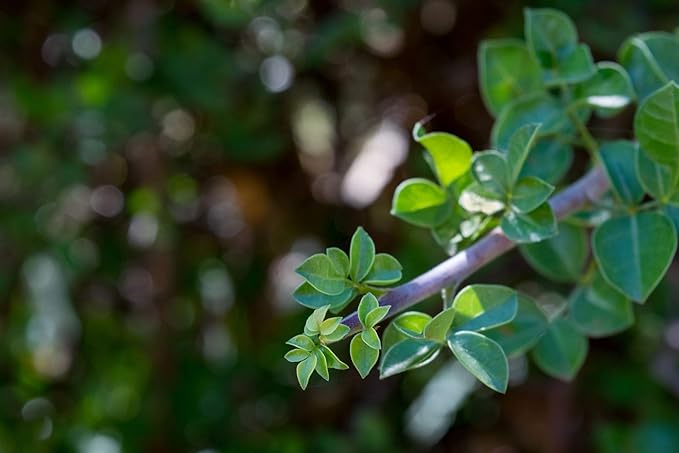 US Organic 100% Genuine Myrrh Essential Oil - Sourced from The Horn of Africa, USDA Certified Organic, Extracted by Hydro-Distillation (Myrrh, 5 ml)-FemmiqueWomen