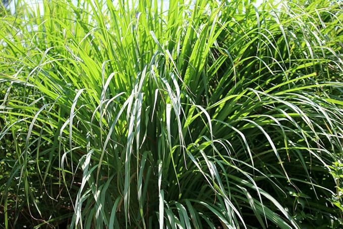 US Organic Citronella Essential Oil, USDA Certified, 100% Pure, 15 ml, Improved caps and droppers – Used for Skin Care, Many DIY Projects Like Candle Making and Much More-FemmiqueWomen