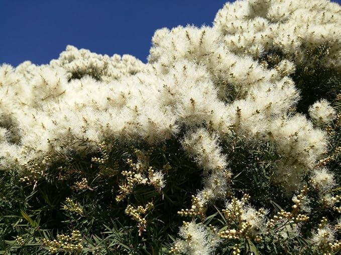 US Organic 100% Pure Tea Tree Essential Oil, Steam Distilled, USDA Certified Organic, for Hair, Skin, Scalp, Foot, Toenails, and More. Sourced from South Africa, Undiluted, Non-GMO (10 ml, 2 Pack)-FemmiqueWomen