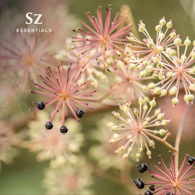 Jatamansi Essential Oil aka Spikenard - 100% Pure & Undiluted - Extracted from Nardostachys Jatamansi - Strong & Powerful Scent with Earthy Overtones - Therapeutic Grade - 0.17oz-FemmiqueWomen