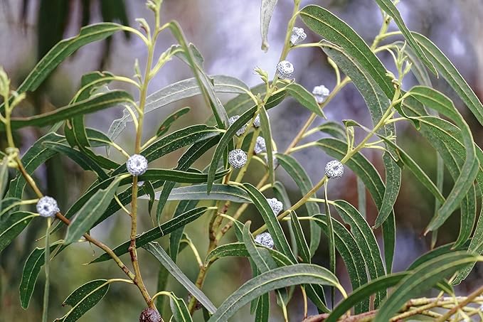 US Organic 100% Pure Eucalyptus Essential Oil (Globulus) - USDA Certified Organic, Steam Distilled - W/Euro droppers (More Size Variations Available) (30 ml / 1 fl oz)-FemmiqueWomen