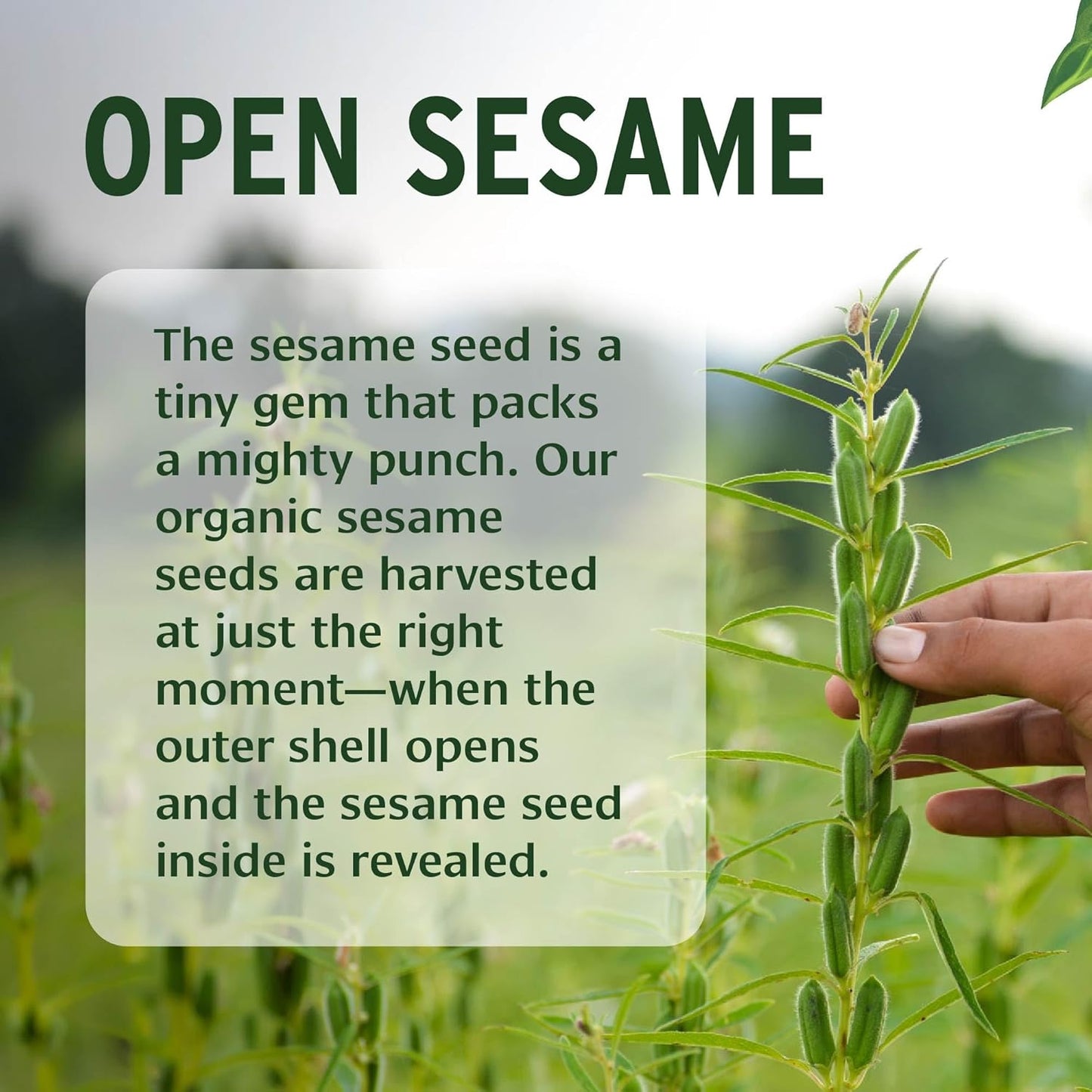 Banyan Botanicals Sesame Oil – Organic & Unrefined Ayurvedic Oil for Skin, Hair, Oil Pulling & More – Multiple Sizes – 16oz. – Non GMO Sustainably Sourced Vegan-FemmiqueWomen