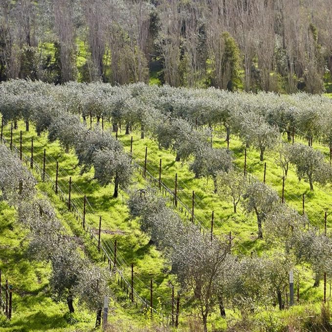 McEvoy Ranch Whipped Body Butter | ODE Olive Oil Beauty | 5.8 FL OZ | Crafted with Organic EVOO, Hyaluronic Acid, Organic Shea & Cocoa Butters | Nourishing, Brightening, Firming (Unscented)-FemmiqueWomen