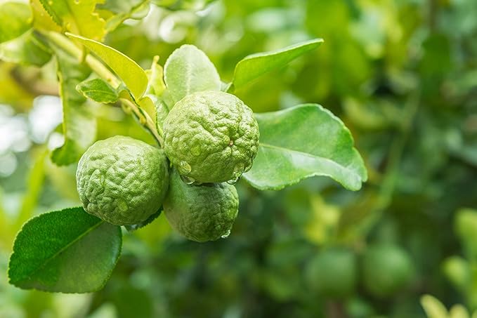 US Organic 100% Pure Bergamot Essential Oil, USDA Certified Organic, Cold Pressed, with Euro droppers (More Size Variations Available) (30 ml / 1 fl oz)-FemmiqueWomen