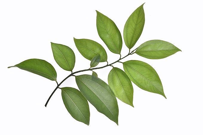 US Organic 100% Pure Cinnamon Leaf Essential Oil - USDA Certified Organic, Steam Distilled - W/Euro Dropper (More Size Variations Available) (30 ml / 1 fl oz)-FemmiqueWomen