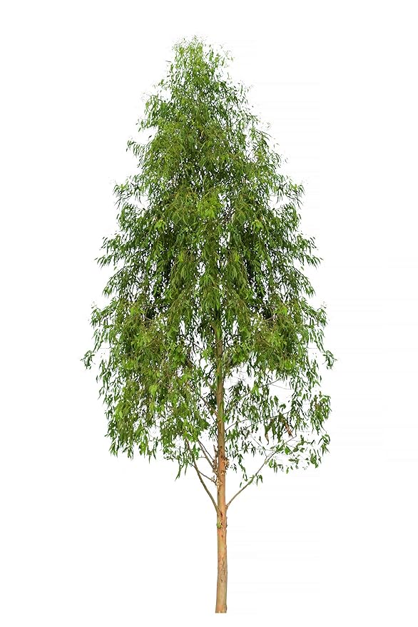 US Organic 100% Pure Eucalyptus Essential Oil (Radiata) - USDA Certified Organic, Steam Distilled - W/Euro droppers (More Size Variations Available) (10 ml / .33 fl oz)-FemmiqueWomen